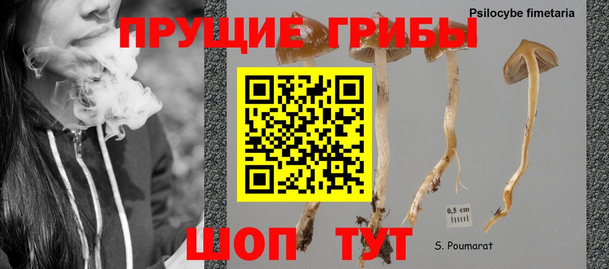Псилоцибиновые грибы Cubensis Когалым